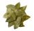 Bay Leaf (Tej Patta)
