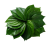 Betel Leaves