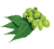 Neem