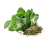 Oregano