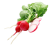 Radish (Muli)