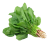 Spinach Leaves (Palak)