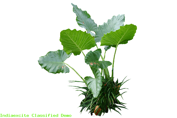 Colocasia Leaves