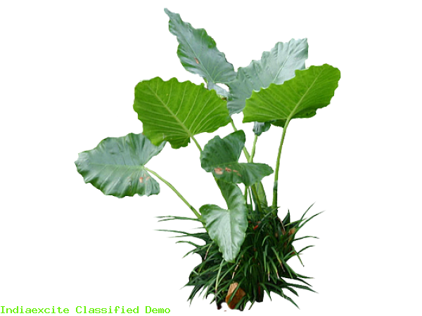 Colocasia Leaves